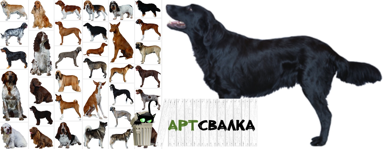 Собаки на белом фоне. Часть 1 | Dogs on a white background. Part 1